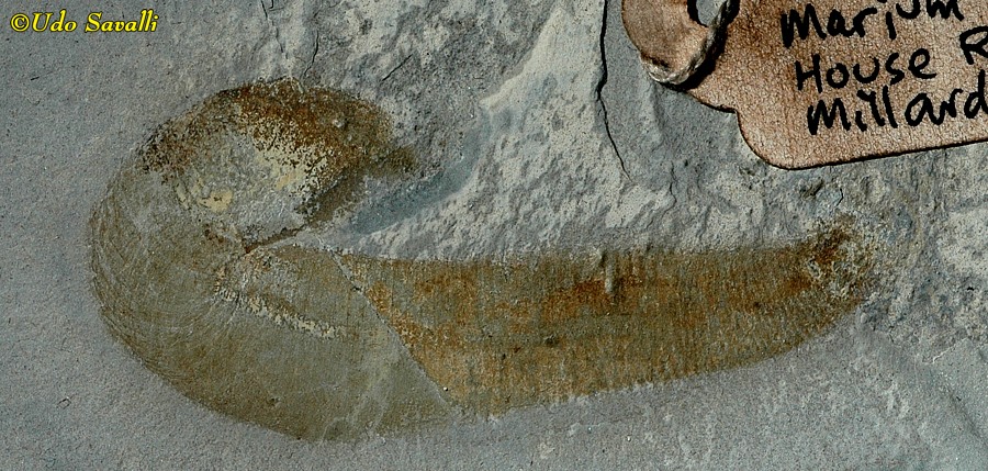 Ottoia fossil