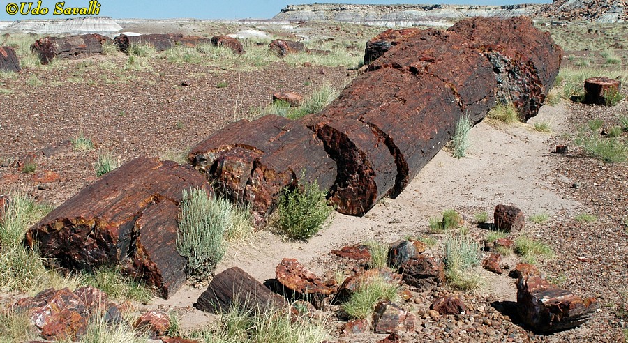 petrified log