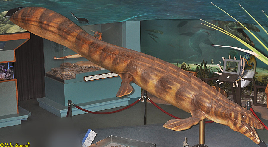 Platecarpus Model