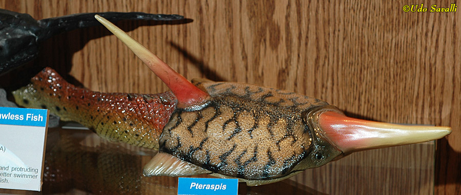 Pteraspis Model