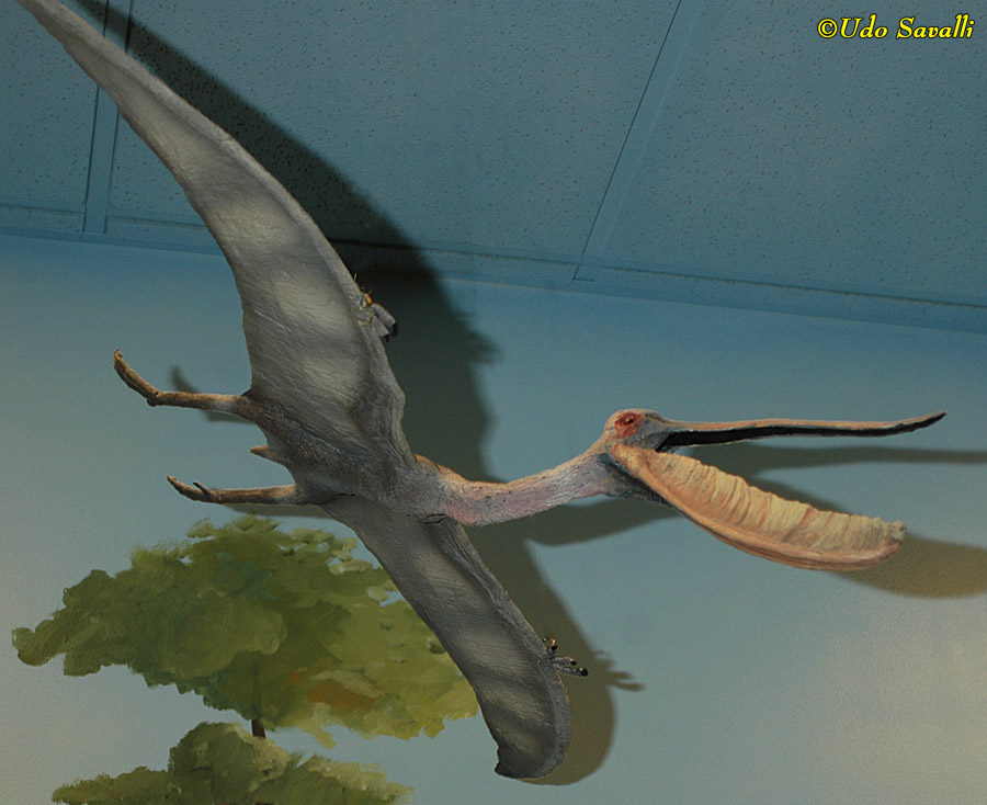 Pterodaustro Model