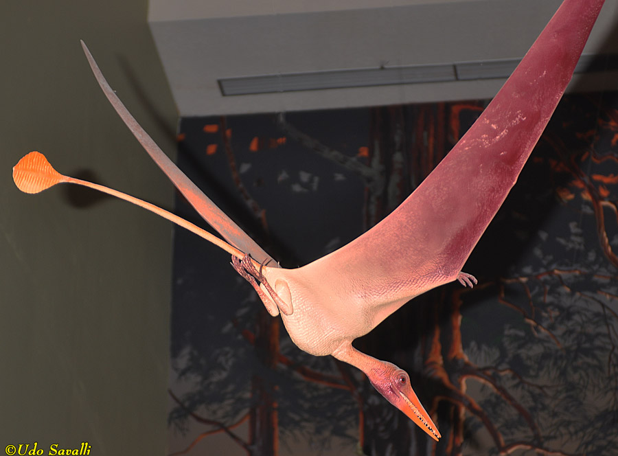 Rhamphorhynchus Model