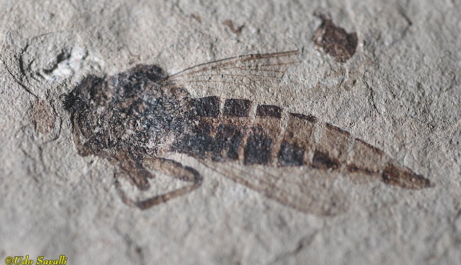 robber fly fossil