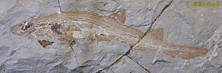 Scyliorhinus