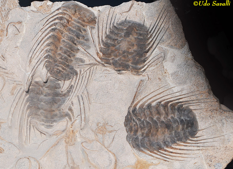 Selenopeltis bucchi trilobites