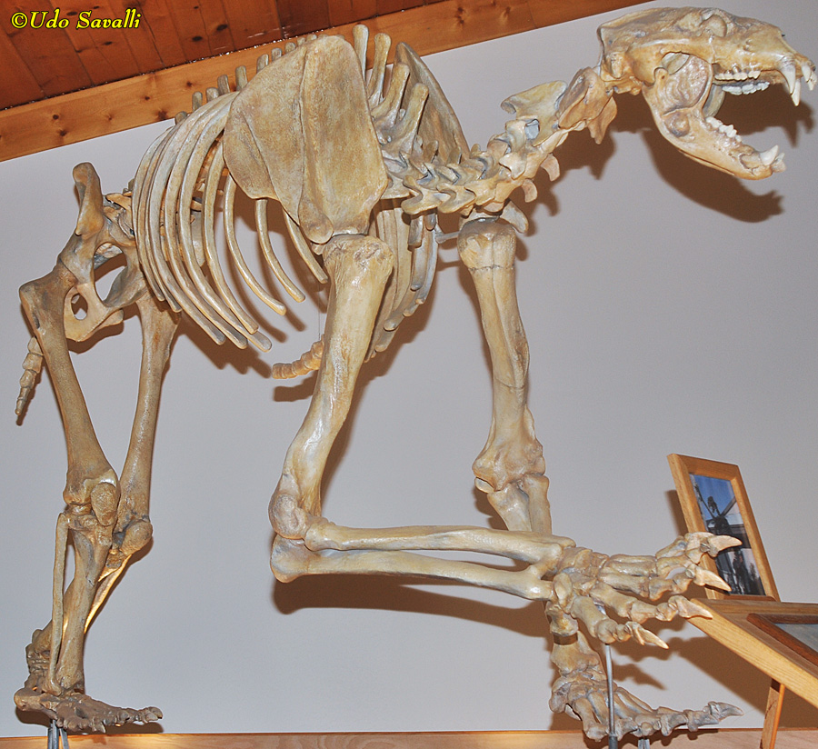 Short-faced Bear