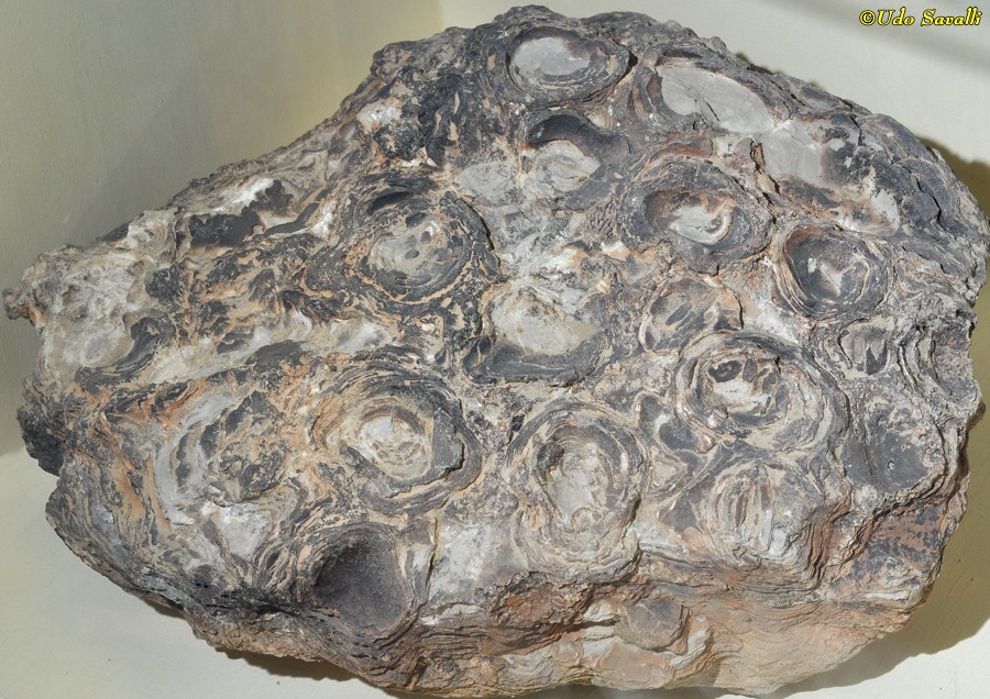 stromatolite