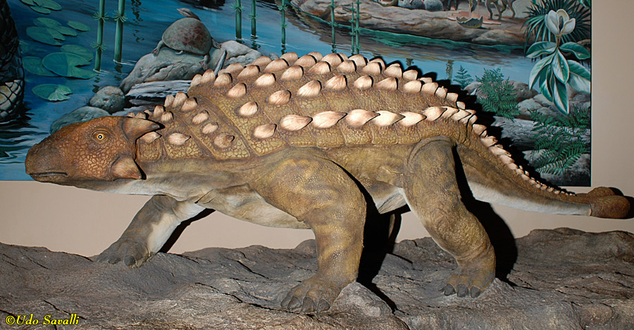 Talarurus Model