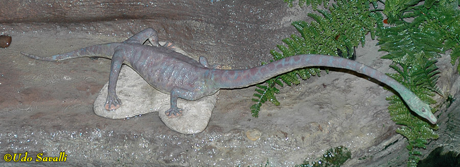 Tanystropheus Model