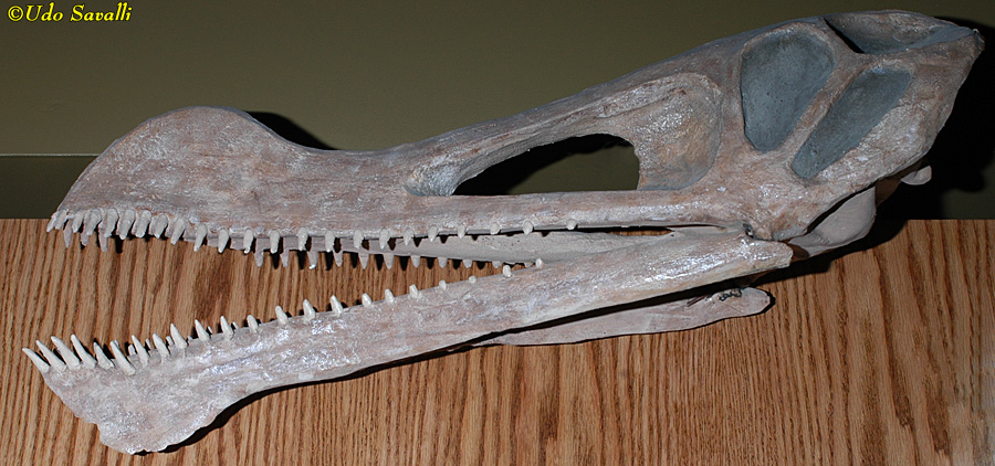 Tropeognathus